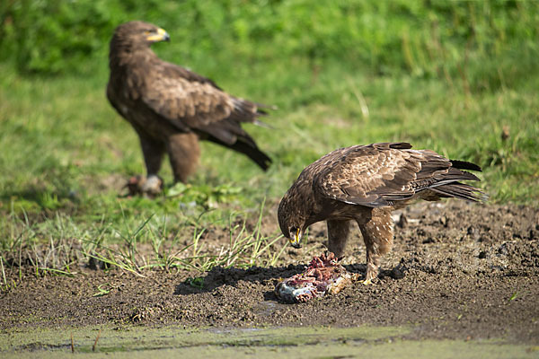 Schreiadler (Aquila pomarina)