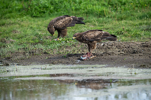 Schreiadler (Aquila pomarina)