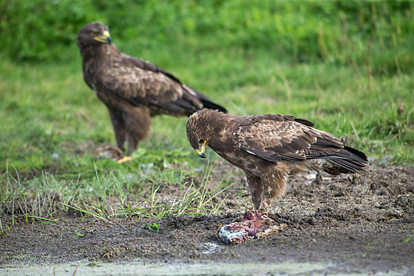 Schreiadler (Aquila pomarina)