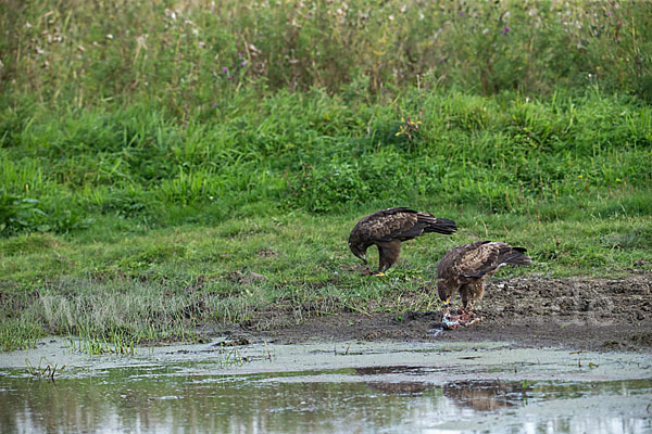 Schreiadler (Aquila pomarina)