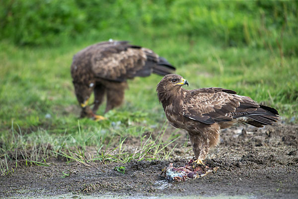 Schreiadler (Aquila pomarina)