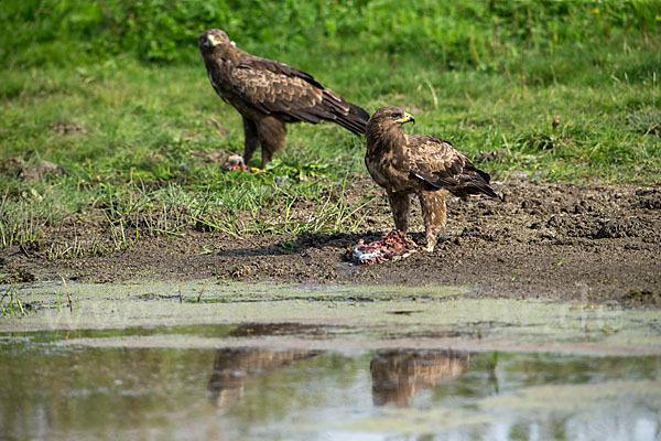 Schreiadler (Aquila pomarina)