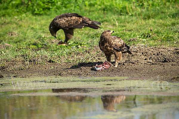 Schreiadler (Aquila pomarina)