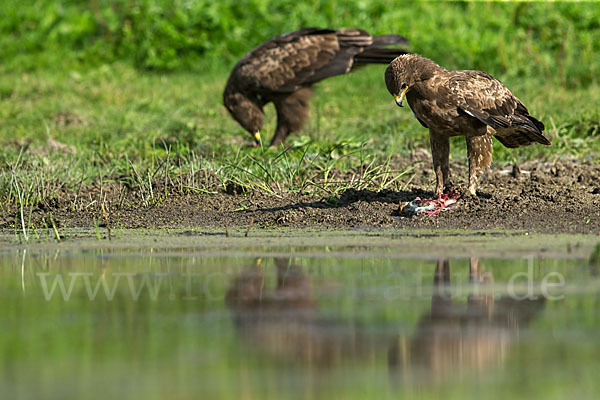 Schreiadler (Aquila pomarina)