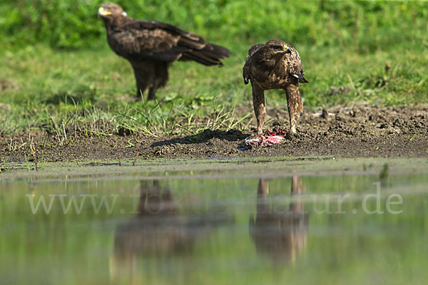 Schreiadler (Aquila pomarina)