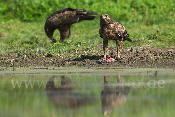 Schreiadler (Aquila pomarina)