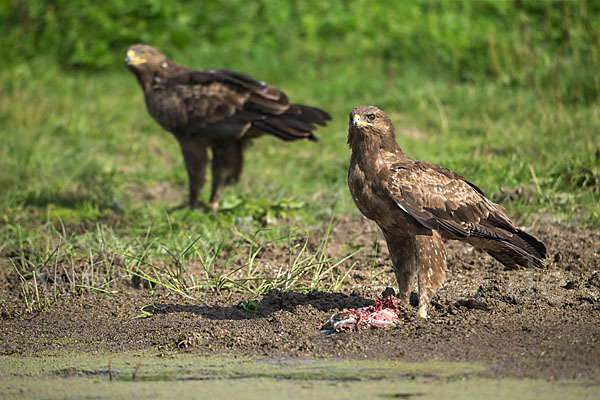 Schreiadler (Aquila pomarina)