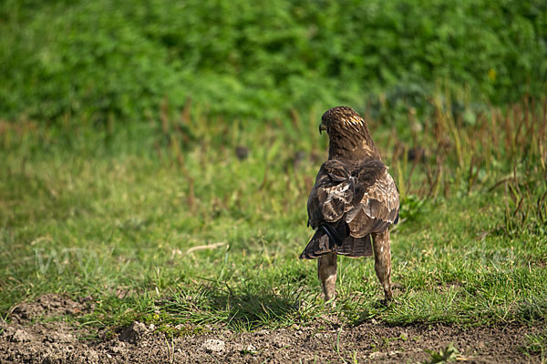 Schreiadler (Aquila pomarina)