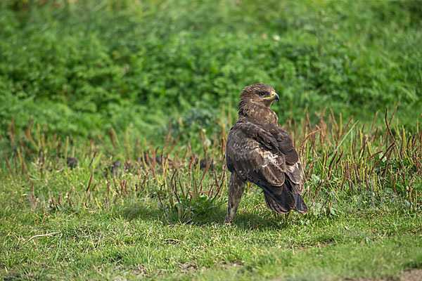 Schreiadler (Aquila pomarina)