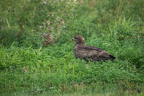 Schreiadler (Aquila pomarina)