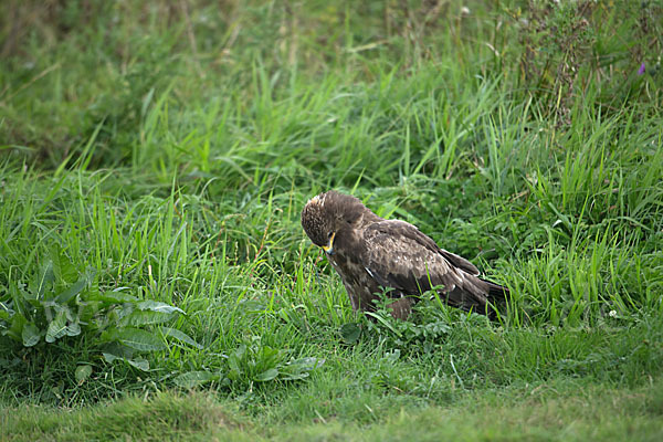 Schreiadler (Aquila pomarina)