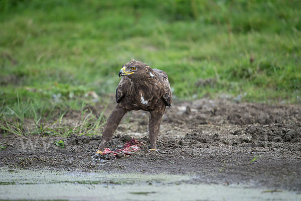 Schreiadler (Aquila pomarina)