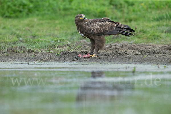 Schreiadler (Aquila pomarina)