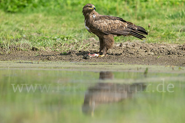 Schreiadler (Aquila pomarina)