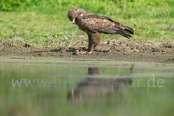 Schreiadler (Aquila pomarina)