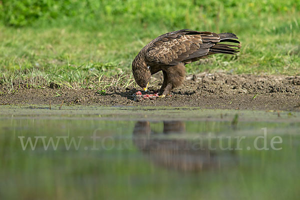 Schreiadler (Aquila pomarina)