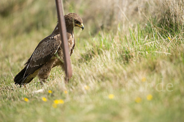 Schreiadler (Aquila pomarina)