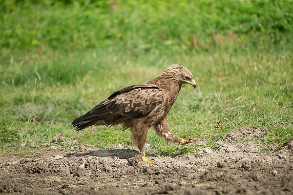 Schreiadler (Aquila pomarina)