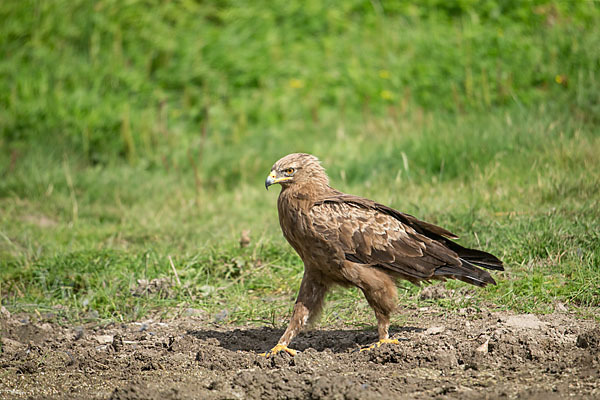 Schreiadler (Aquila pomarina)