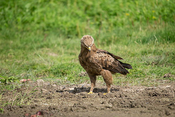 Schreiadler (Aquila pomarina)