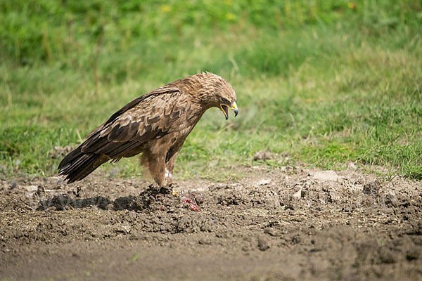 Schreiadler (Aquila pomarina)