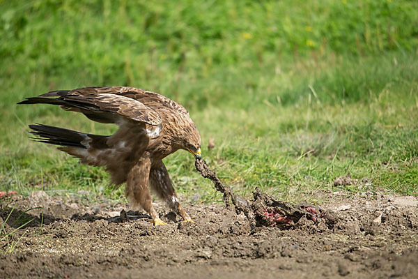 Schreiadler (Aquila pomarina)