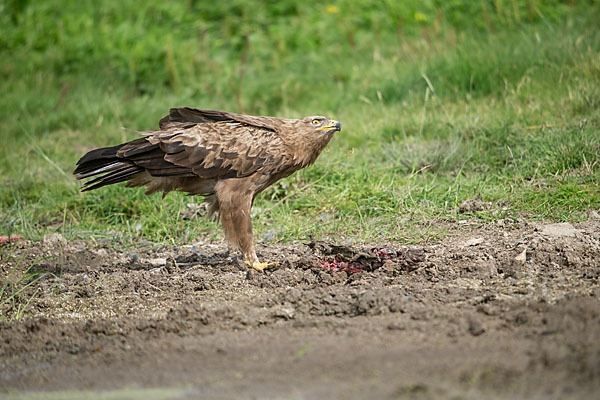 Schreiadler (Aquila pomarina)