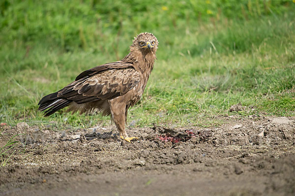 Schreiadler (Aquila pomarina)