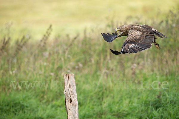 Schreiadler (Aquila pomarina)