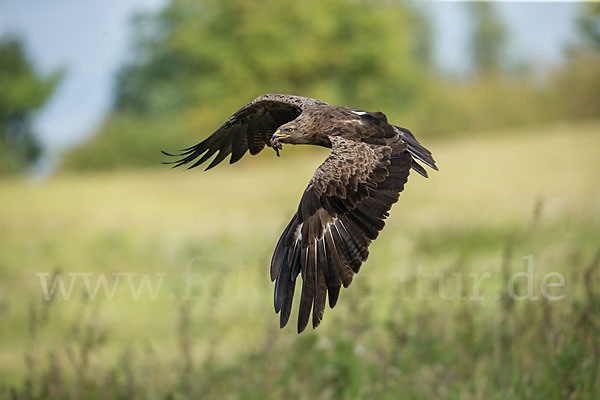 Schreiadler (Aquila pomarina)