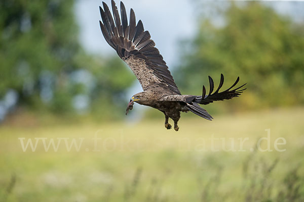 Schreiadler (Aquila pomarina)