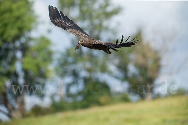 Schreiadler (Aquila pomarina)