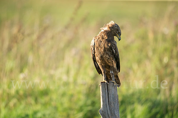 Schreiadler (Aquila pomarina)