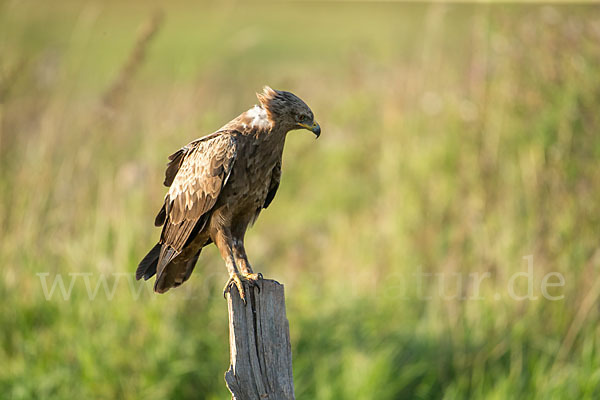 Schreiadler (Aquila pomarina)