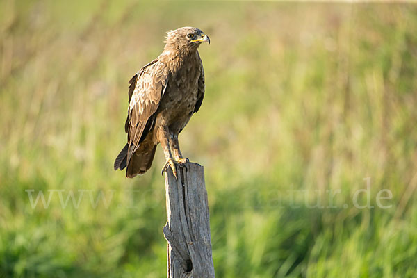 Schreiadler (Aquila pomarina)