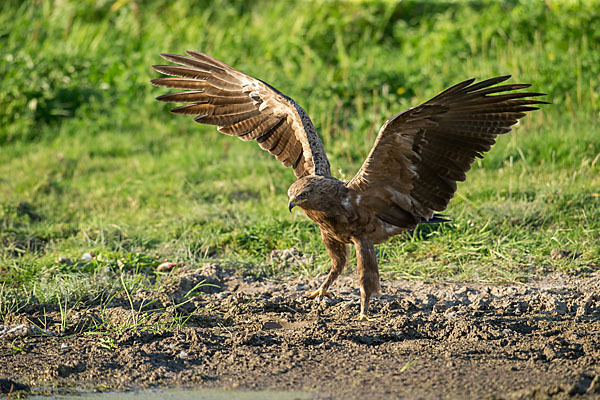 Schreiadler (Aquila pomarina)