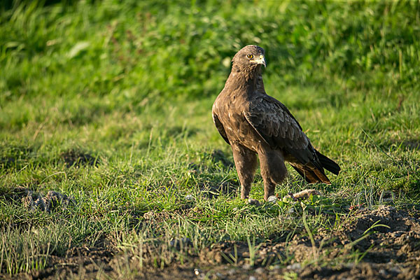 Schreiadler (Aquila pomarina)