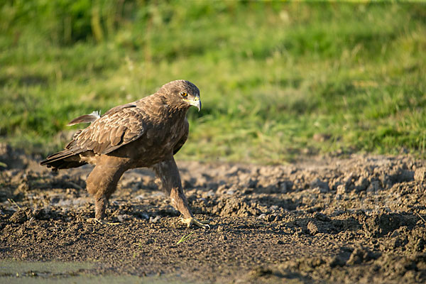 Schreiadler (Aquila pomarina)