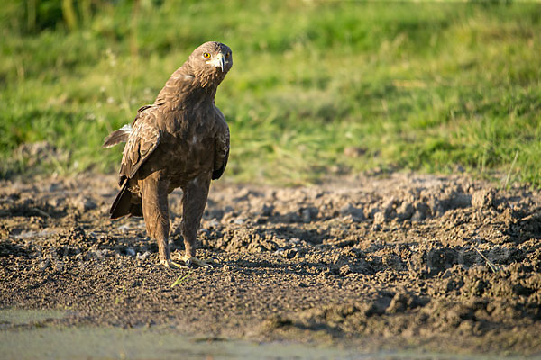 Schreiadler (Aquila pomarina)