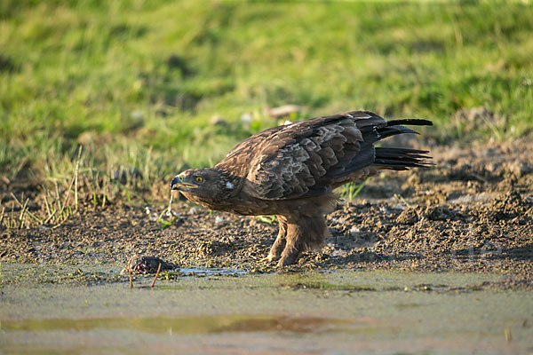 Schreiadler (Aquila pomarina)