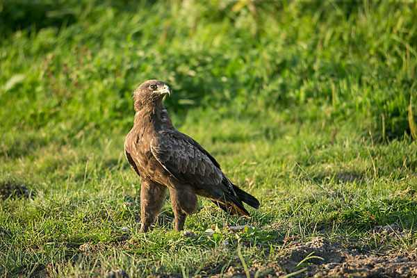 Schreiadler (Aquila pomarina)