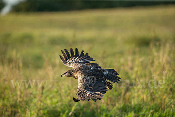 Schreiadler (Aquila pomarina)