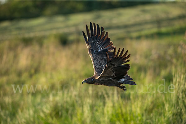 Schreiadler (Aquila pomarina)