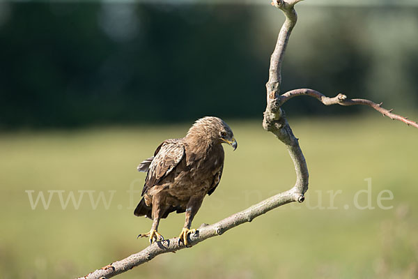 Schreiadler (Aquila pomarina)