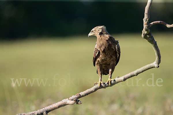 Schreiadler (Aquila pomarina)