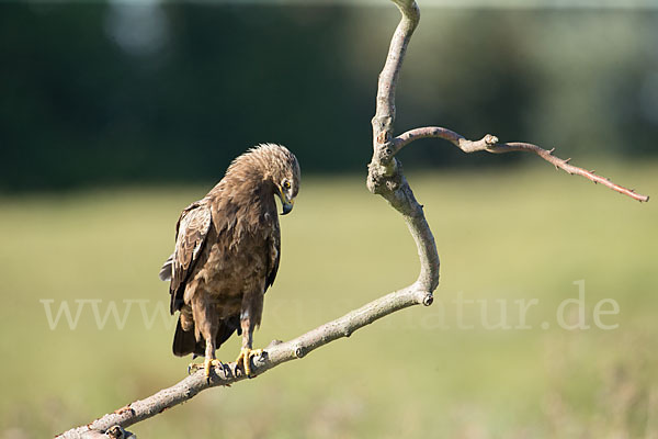 Schreiadler (Aquila pomarina)