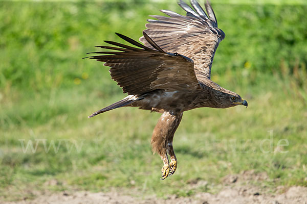 Schreiadler (Aquila pomarina)