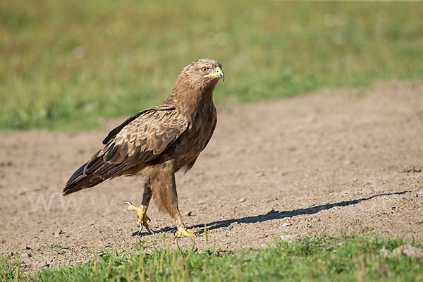 Schreiadler (Aquila pomarina)