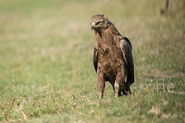 Schreiadler (Aquila pomarina)