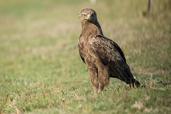 Schreiadler (Aquila pomarina)